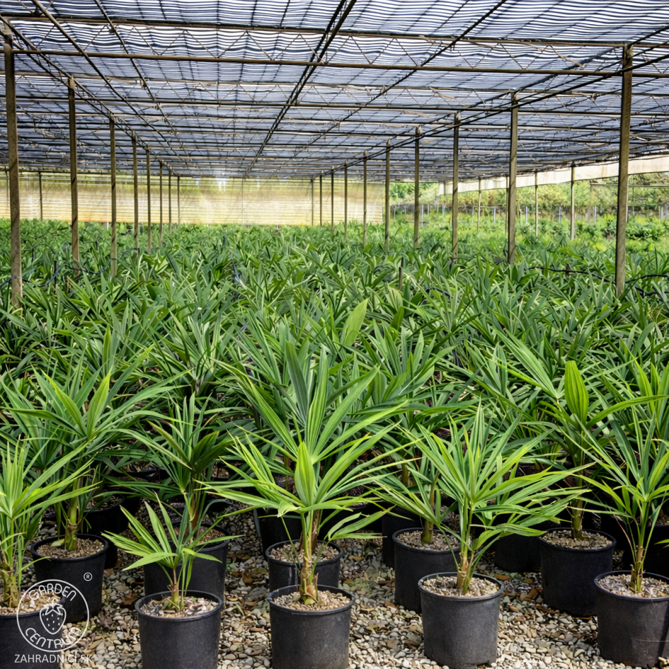 Obrázok Palma konopná (Trachycarpus fortunei) - výška 60-80 cm, výška kmeňa 10-15 cm, kont. C10L (-17°C)